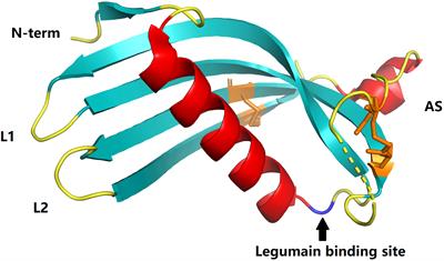 Role of cystatin C in urogenital malignancy